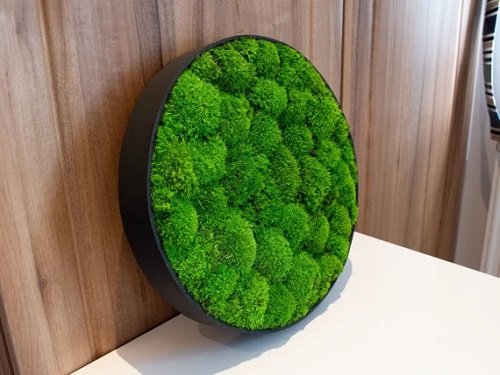 40 Amazing Plants as Picture Frame Ideas 8