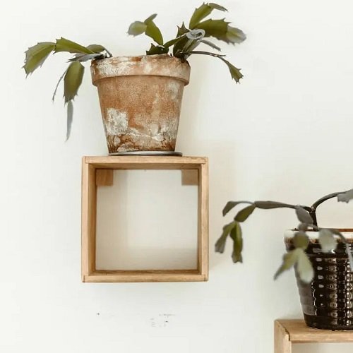 40 Amazing Plants as Picture Frame Ideas 3