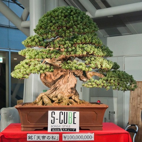 Oldest Bonsai Trees in the World 5