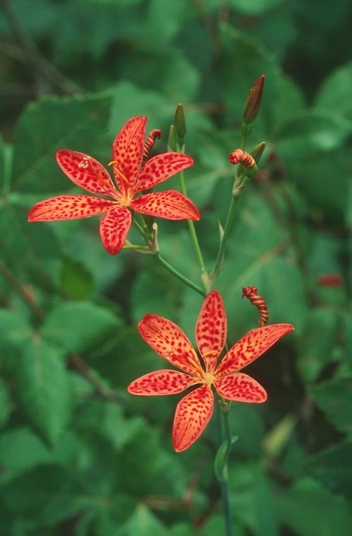 Leopard Lily Plant