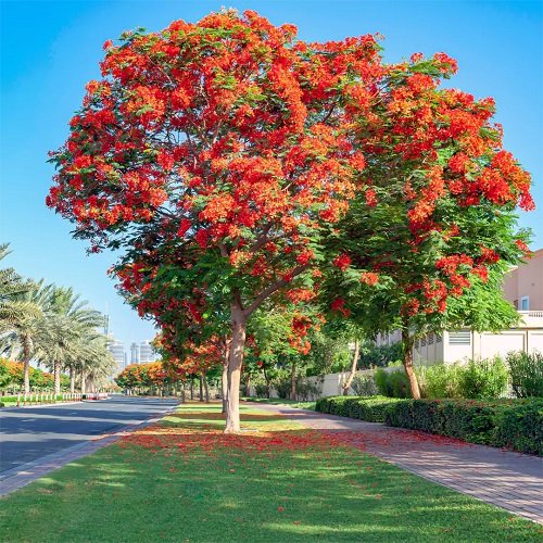 Types of Flame Trees 8