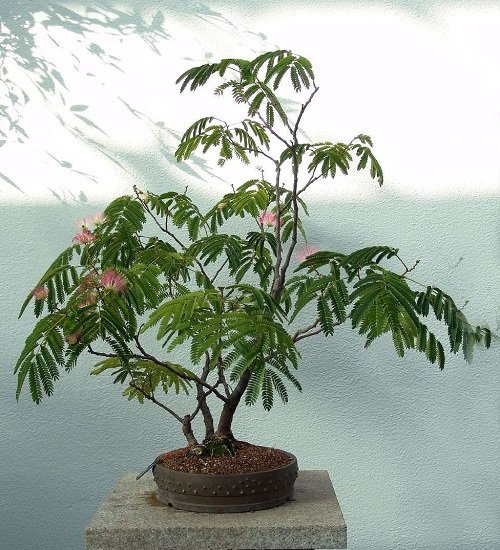  Best Mimosa Tree Bonsai Pictures2