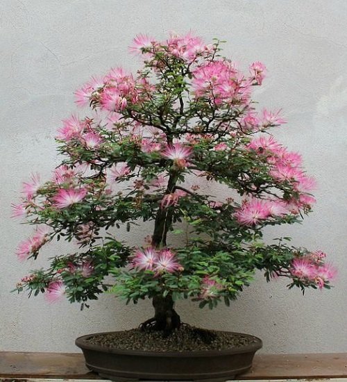 Greatest Bonsai Images of Mimosa Trees