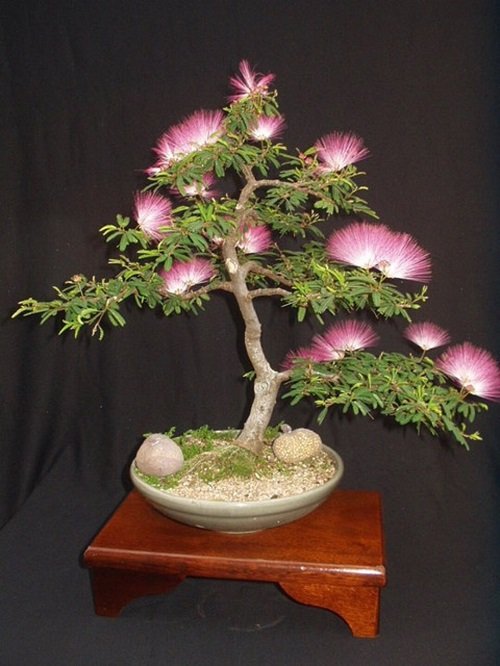 Greatest Bonsai Images of Mimosa Trees1