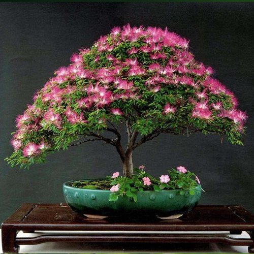 Top Images of Mimosa Tree Bonsai