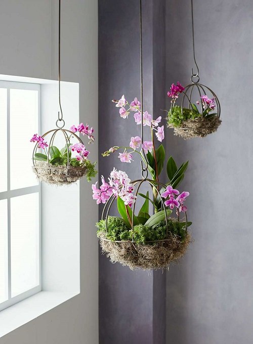 33 Best Hanging Plants in Front of Windows Ideas 5