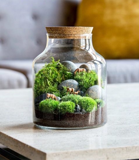 33 Best Terrariums Plants | Top Plants for Indoor Terrarium