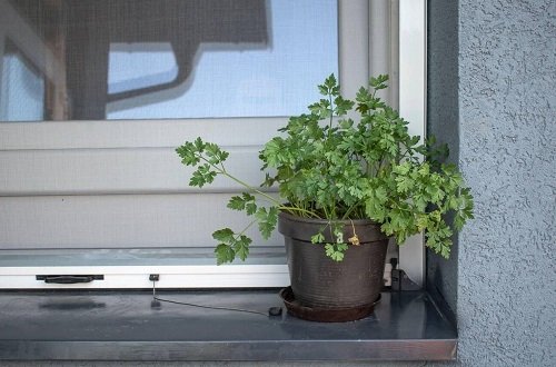 Best Indoor Herbs that Can Thrive on Winter Windowsill 2