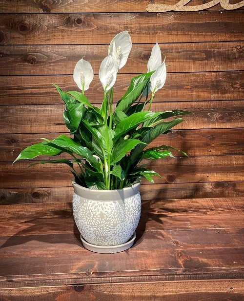 Best Flowering Houseplants You Can Grow Indoors All Winter 9