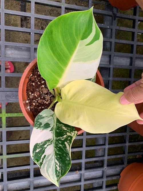 Best Variegated Philodendrons 10