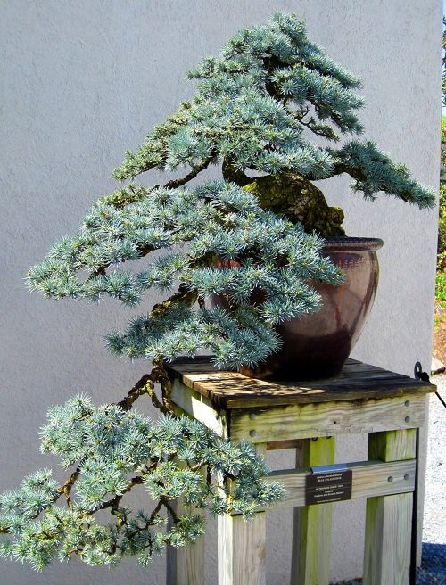 Photos of Blue Spruce Bonsai 10