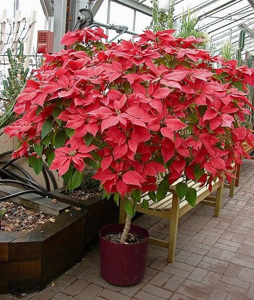 How to Grow a Big Poinsettia as a Tree 1