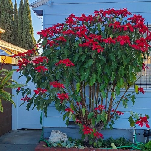 How to Grow a Big Poinsettia as a Tree | Balcony Garden Web