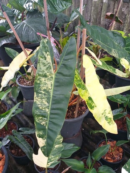Best Variegated Philodendrons 8