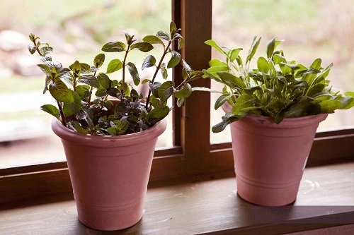 Best Indoor Herbs that Can Thrive on Winter Windowsill 10