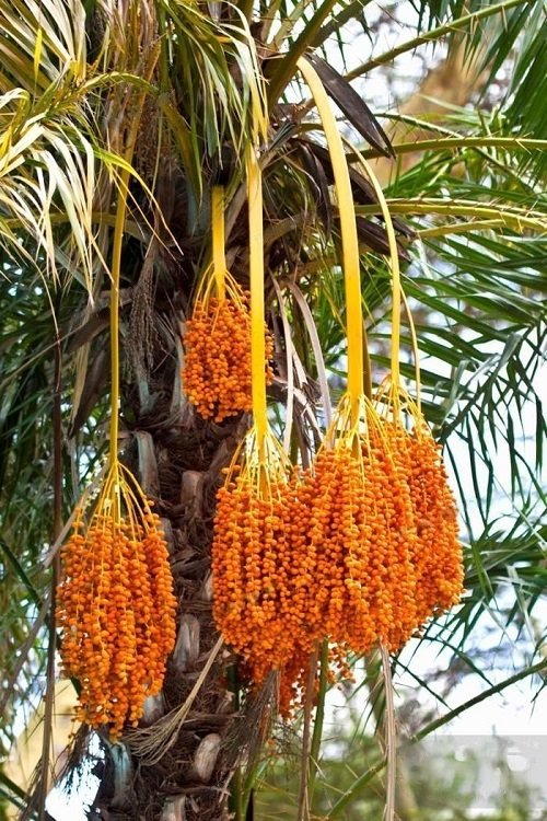 List of Best Palm Fruits 
