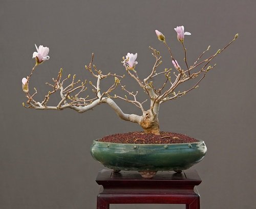 Best Magnolia Bonsai Tree 26
