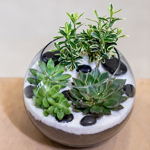 Best Small Terrarium Plants 40