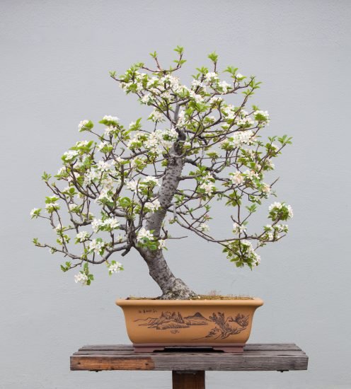Best Magnolia Bonsai Tree Pictures 27