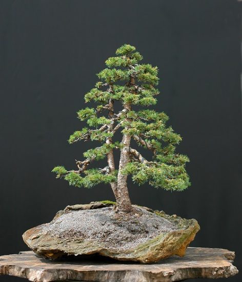 27 Best Black Spruce Bonsai Pictures | Balcony Garden Web