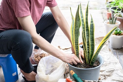 How Often to Water a Snake Plant 3