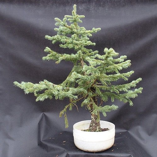 Images of Bonsai on Blue Spruce 18