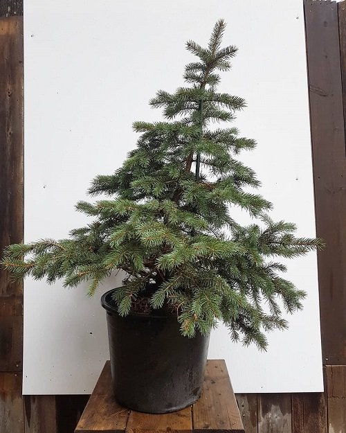 Beautiful pictures of blue spruce bonsai 17