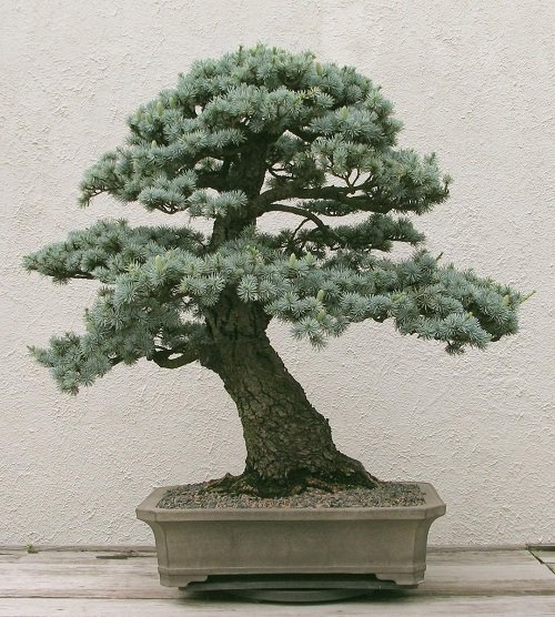 The Best Images of Blue Spruce Bonsai 21