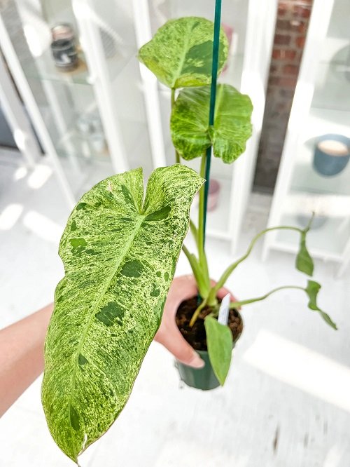 Best Variegated Philodendrons 3