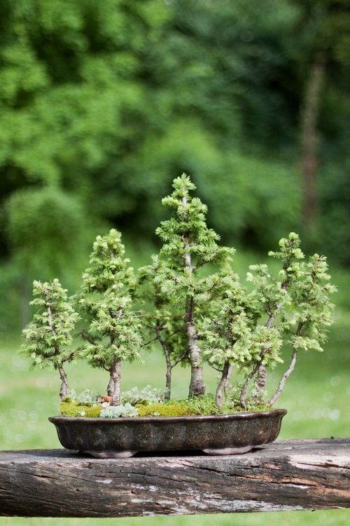 Best Norway Spruce Bonsai Pictures 1