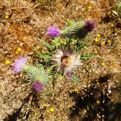 Weeds with Thistles 1