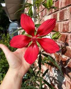 How To Grow Texas Star Hibiscus Growing Scarlet Rosemallow   1. Hibiscus Coccineus 1 240x300 