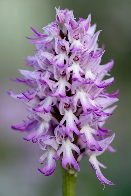 Naked Man Orchid With Bizarre Name