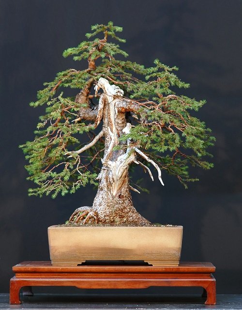Best Norway Spruce Bonsai Pictures 10