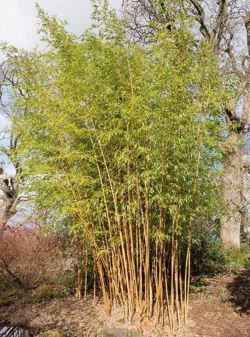 Types of Bamboos to Grow in Containers & Indoors 9