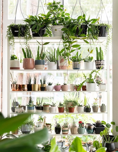 Make a Lush Indoor Garden at Home 6