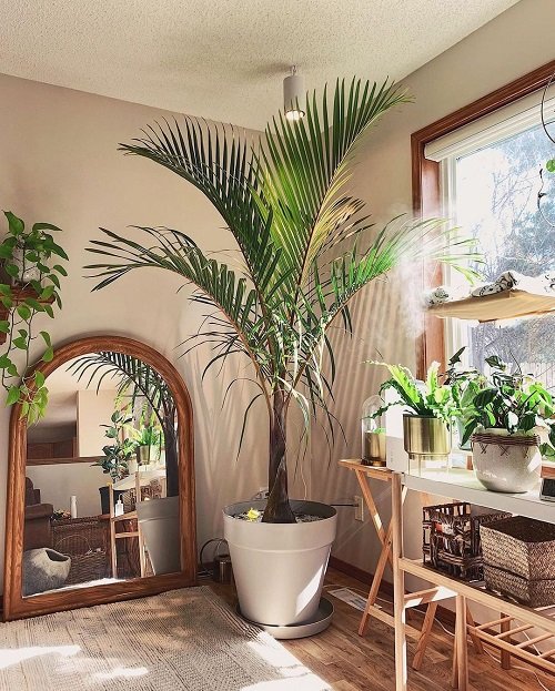 Tall Plants for Living Room Corner Ideas 16