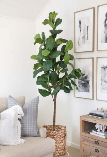 21 Tall Plants for Living Room Corner Ideas | Balcony Garden Web