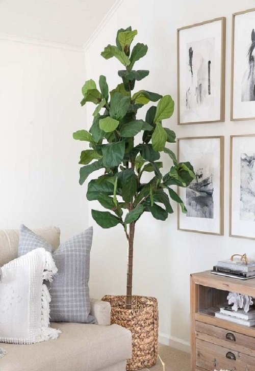 Tall Plants for Living Room Corner Ideas 22