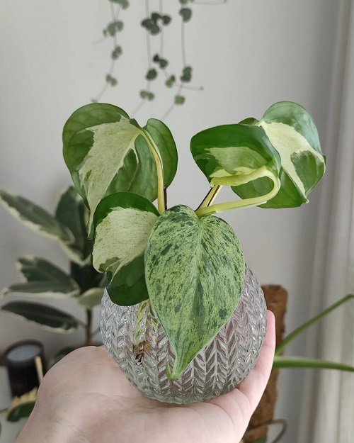 Indoor Plant Cuttings that Look Good in Vases 6
