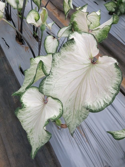 Most Beautiful Types of Big Leaf Caladium Varieties 30