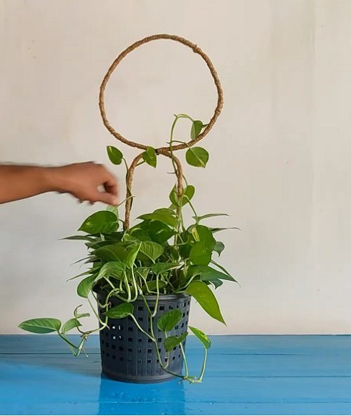 Indoor Plant Stake Ideas 4