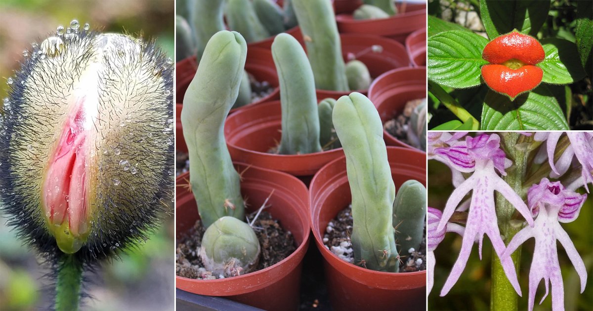 Plant Porn - 17 Adult Plants That Look Like They Come Straight Out of Porn World