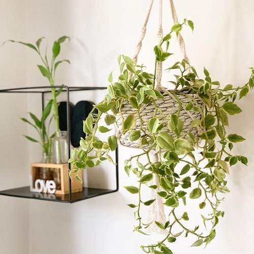 Hanging Plants that are Impossible to Kill 7