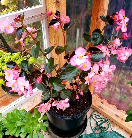 Beautiful Pink Begonia Pictures 14