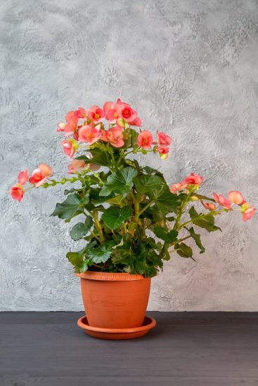 50 Beautiful Pink Begonia Pictures to Inspire You into Growing the Plant!