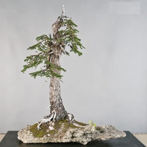 Best Norway Spruce Bonsai Pictures 18