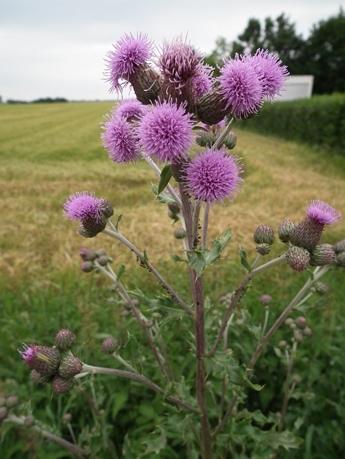 Weeds with Thistles 2