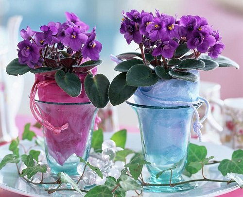 African Violets Display glass Ideas
