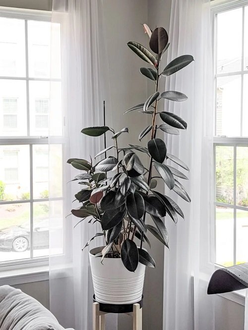 Indoor Plant Stake Ideas 6